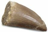 Fossil Mosasaur (Hainosaurus) Tooth - Morocco #384017-1